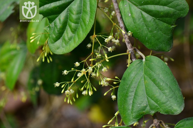 倒心盾翅藤(aspidopterys obcordata(36.