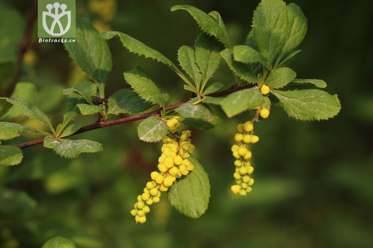 短柄小檗(berberis brachypoda) (2).jpg 相鄰時間拍攝的照片 張