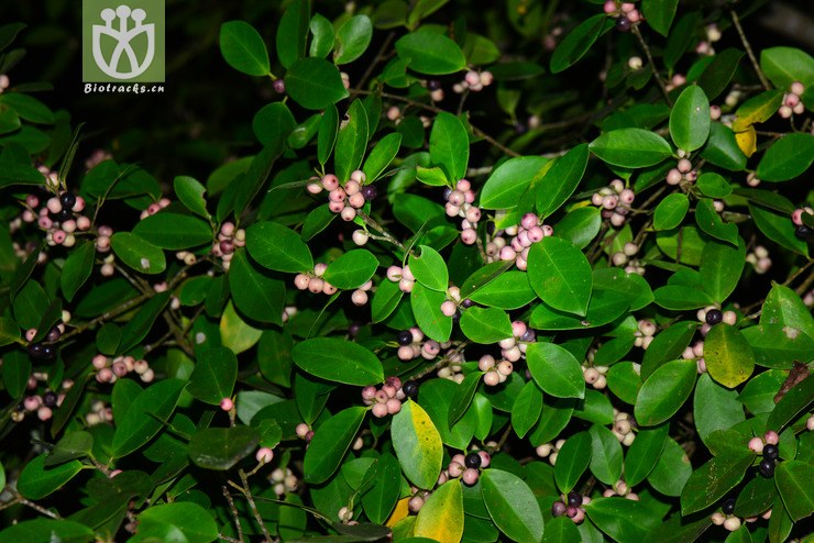 榕树(ficus microcarpa) (1).jpg 相邻时间拍摄的照片      张