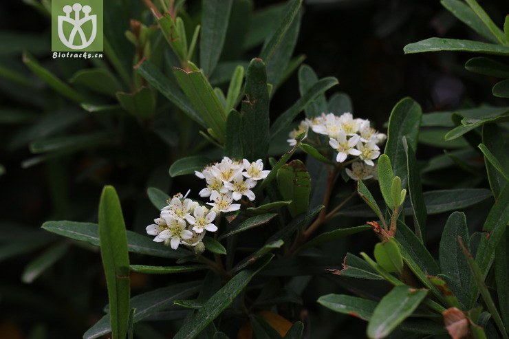 窄叶火棘 窄叶火棘盆景