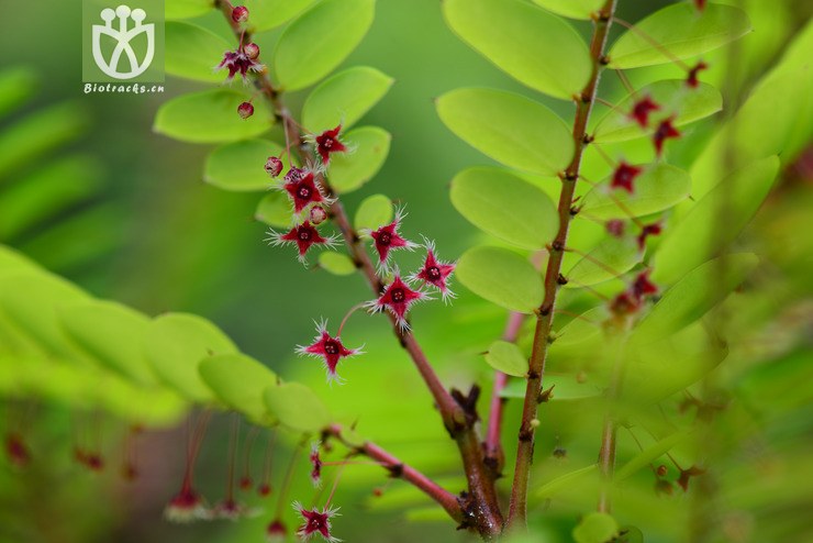 云桂叶下珠(phyllanthus pulcher) (10).