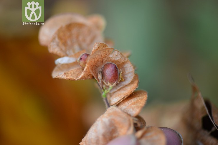 球穗千斤拔(flemingia strobilifera) (1).