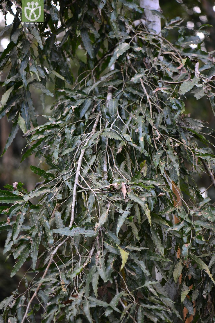 长叶暗罗(polyalthia longifolia) (1).