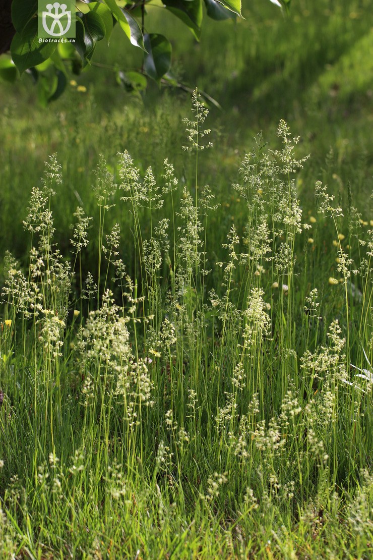 草地早熟禾(poa pratensis) (0).jpg 相邻时间拍摄的照片      张