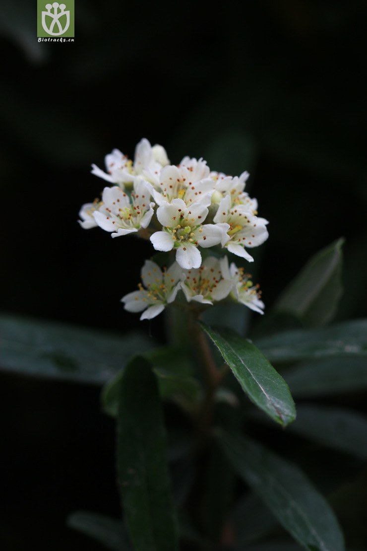 窄叶火棘(pyracantha angustifolia) (8).
