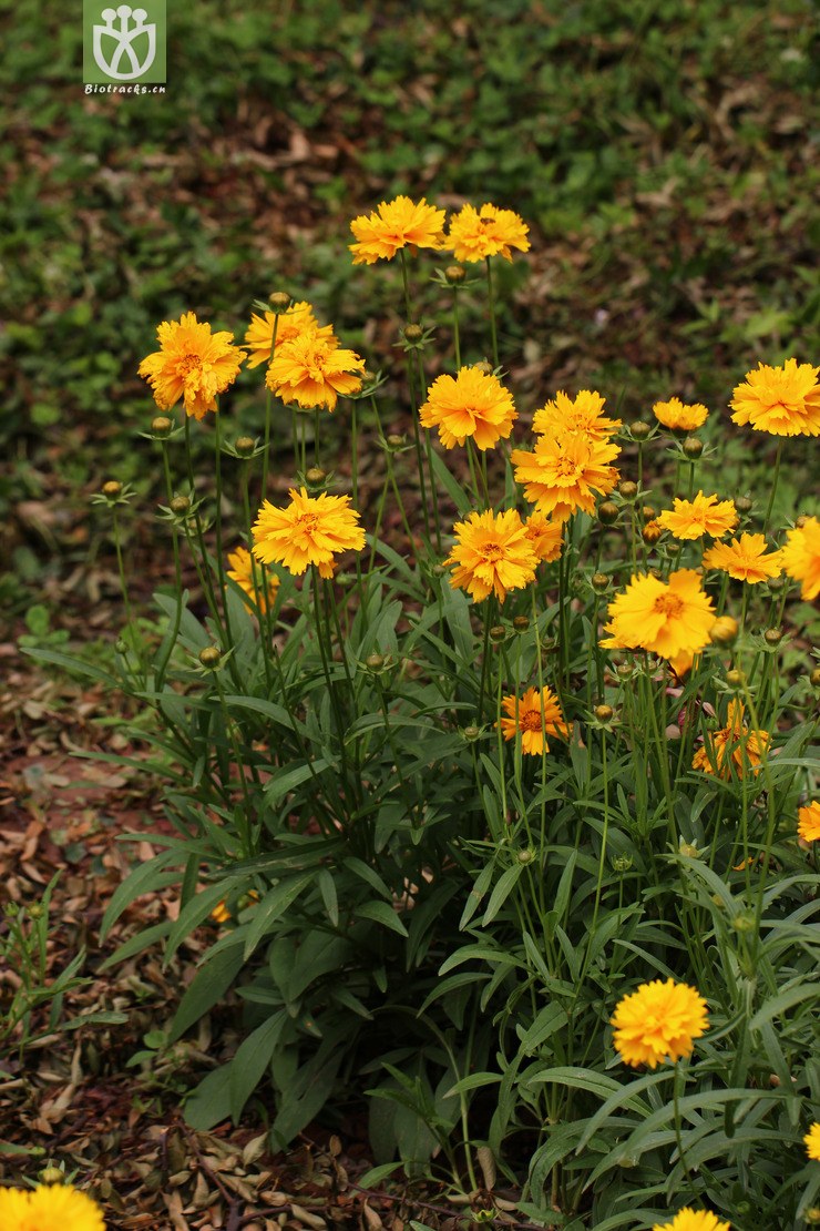 45% 剑叶金鸡菊(coreopsis lanceolata) (7).