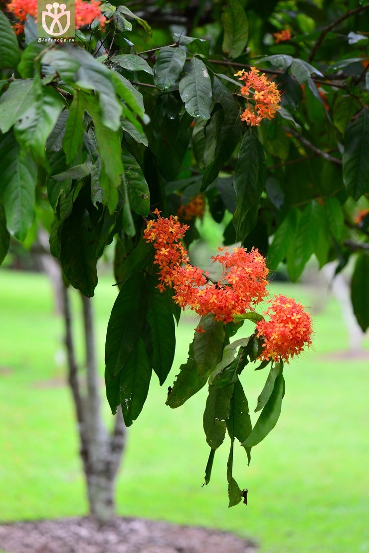 印度无忧花(saraca indica) (4).jpg 相邻时间拍摄的照片      张