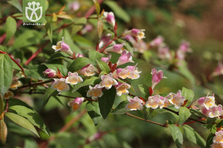 蓪梗花(abelia uniflora) (7).jpg 相邻时间拍摄的照片      张