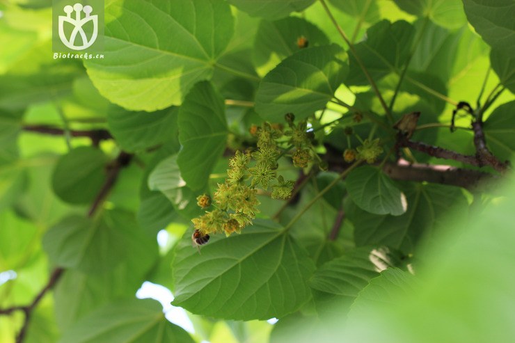 山桐子(idesia polycarpa) (4).jpg 相鄰時間拍攝的照片 31張