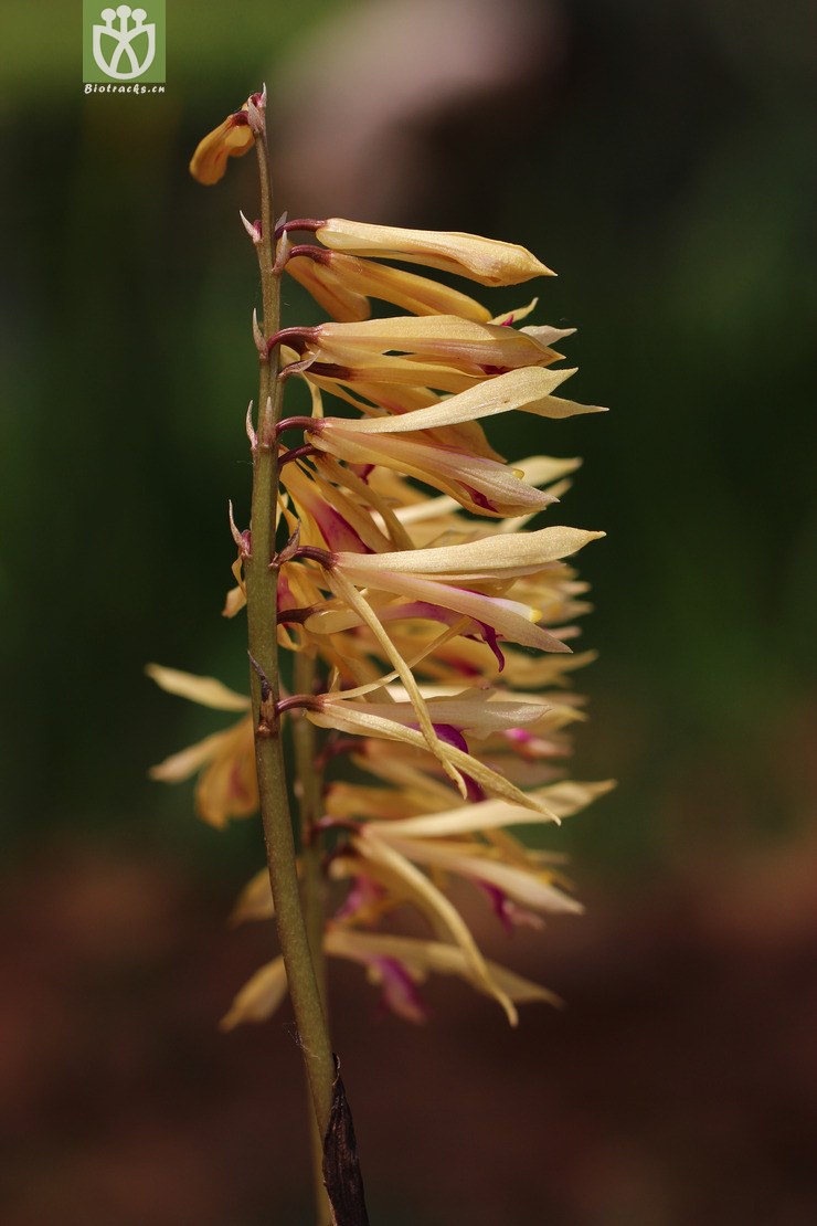 杜鹃兰(cremastra appendiculata) (4).