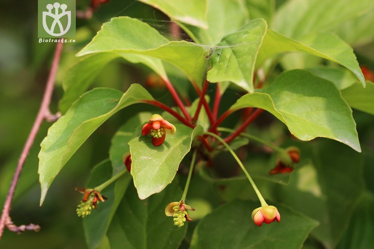 華中五味子(schisandra sphenanthera) (8).