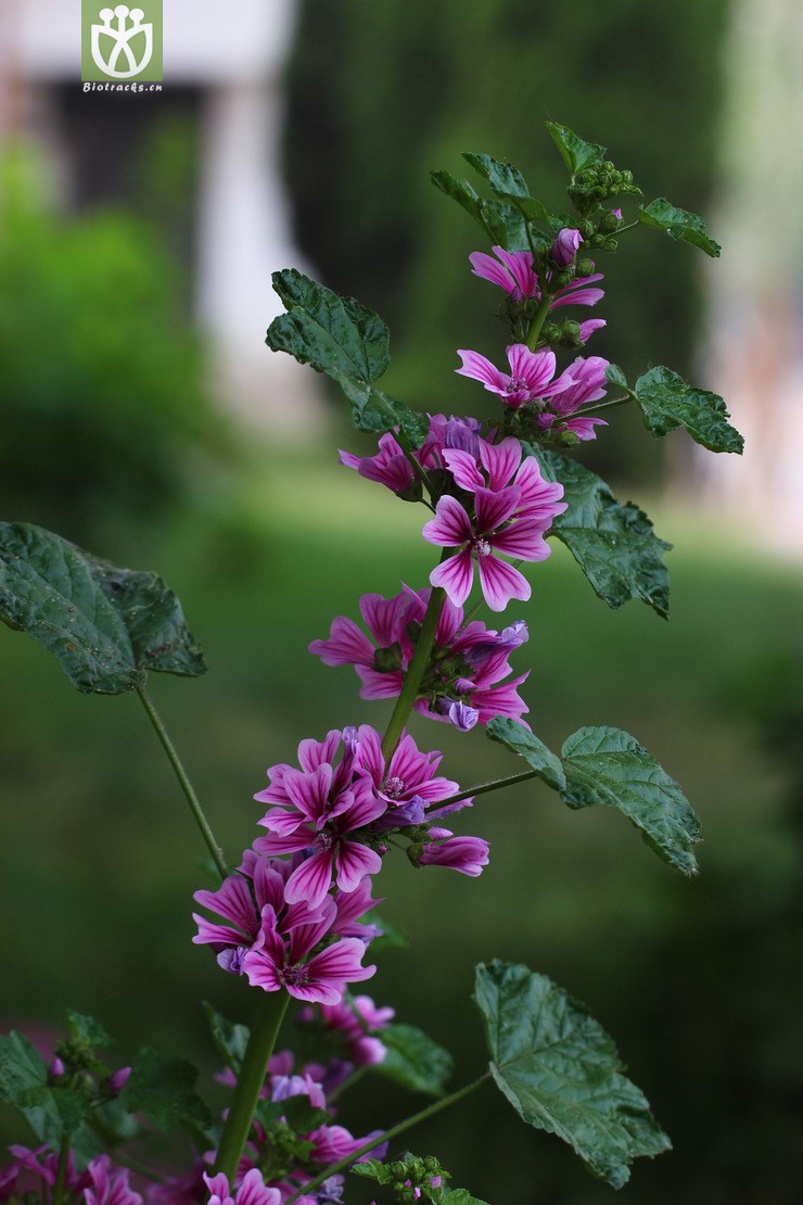 锦葵(malva cathayensis) (0).jpg 相邻时间拍摄的照片      张