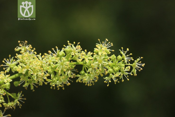 臭椿(ailanthus altissima) (9).jpg 相邻时间拍摄的照片      张