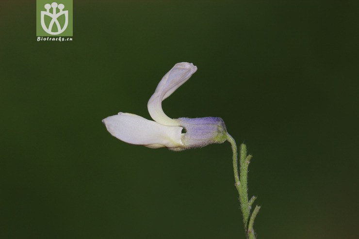 100% 白刺花(sophora davidii) (4)jpg 相邻时间拍摄的照片 共 30张