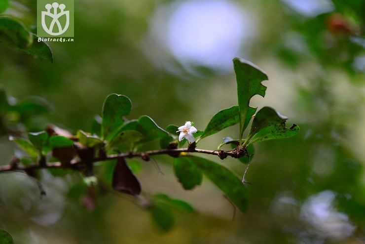 基及树(carmona microphylla) (1).jpg 相邻时间拍摄的照片      张