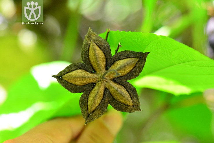 星油藤(plukenetia volubilis) (0).jpg 相邻时间拍摄的照片      张