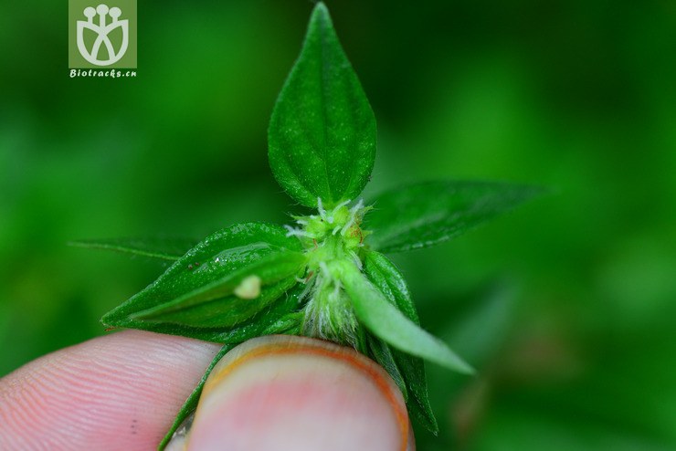 霧水葛(pouzolzia zeylanica) (7).jpg 相鄰時間拍攝的照片 31張