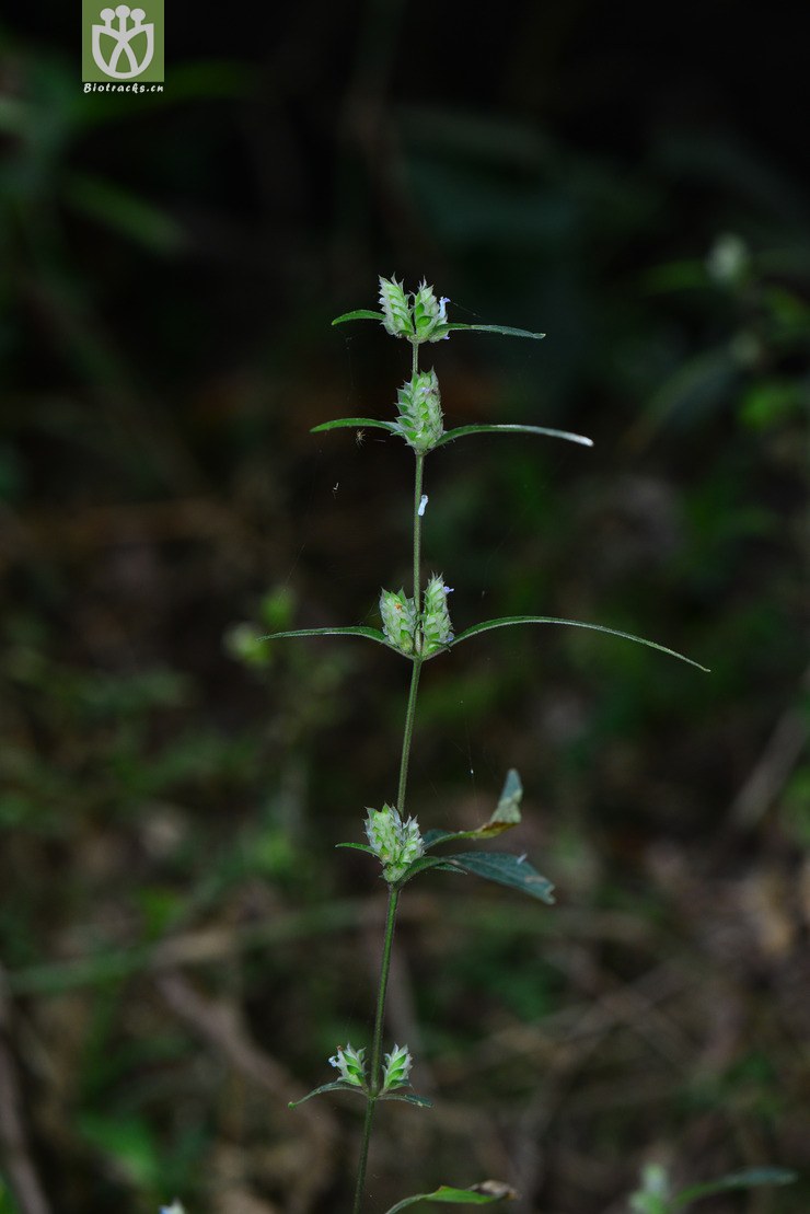 孩儿草(rungia pectinata) (0).jpg 相邻时间拍摄的照片      张