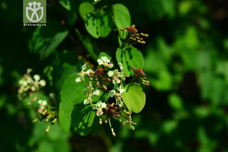 囊托羊蹄甲(bauhinia touranensis) (12).