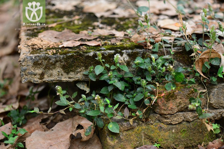 鳞花草(lepidagathis incurva) (12).jpg 相邻时间拍摄的照片      张
