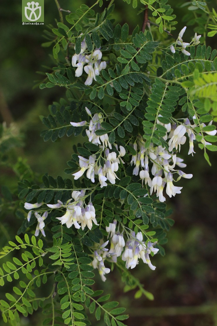 45% 白刺花(sophora davidii) (1).jpg 相邻时间拍摄的照片 共 30张