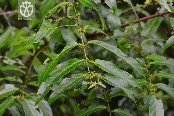 五层龙属(salacia)接近salacia flavescens     (2).