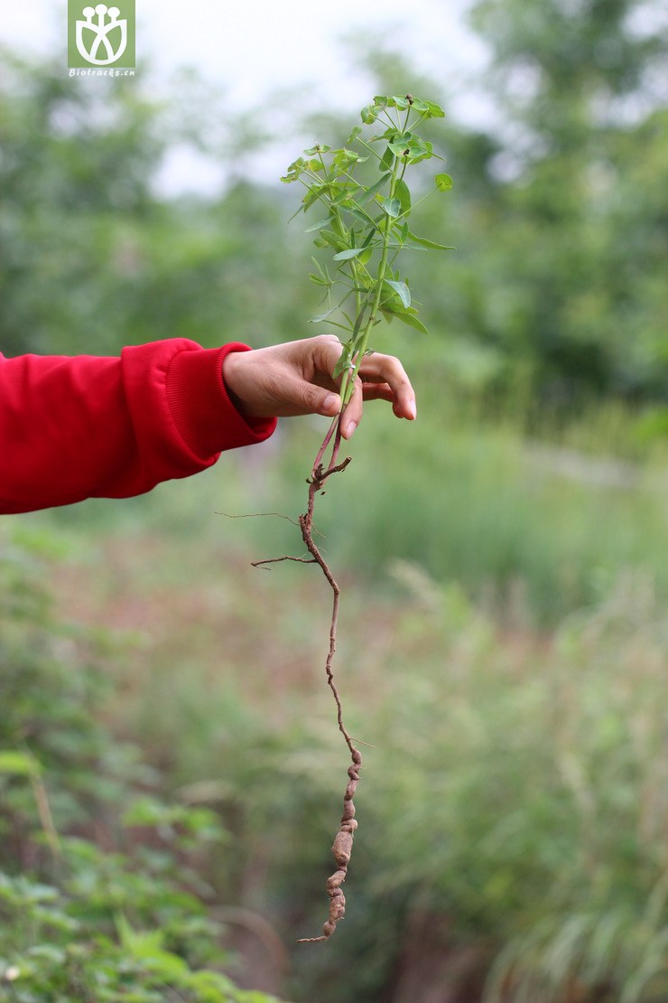 图片信息-kingdonia-植物云数据