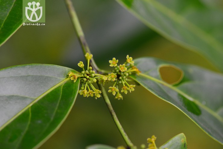 五层龙属(salacia)接近salacia flavescens     (1).