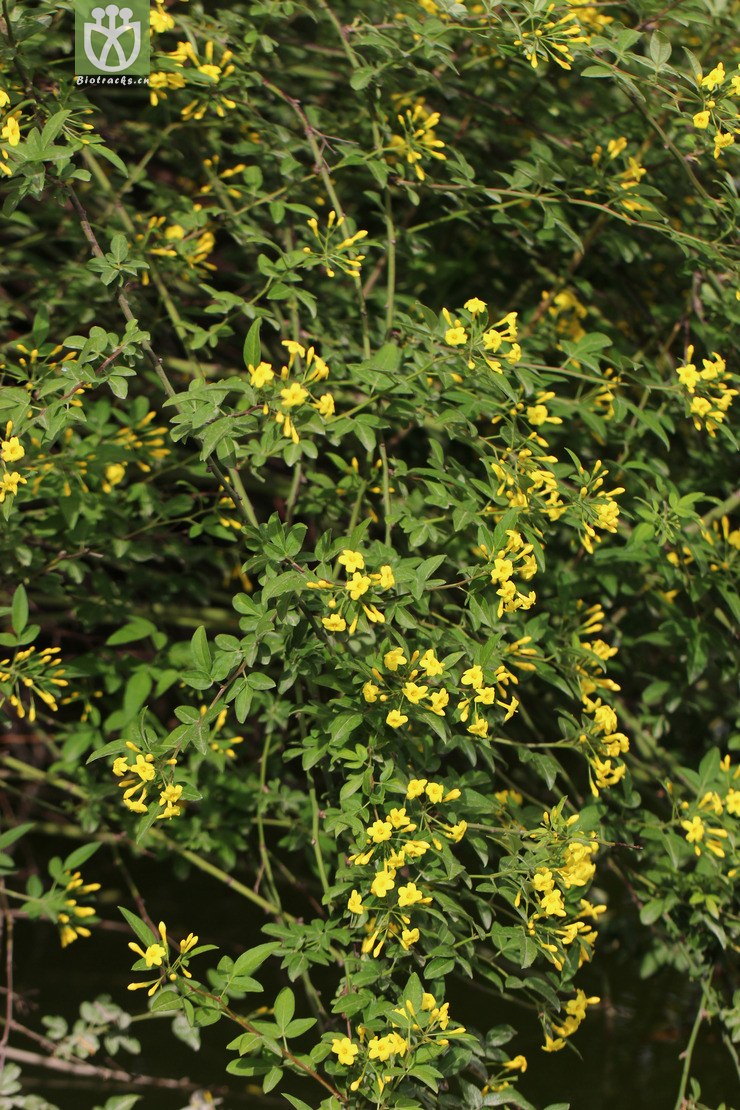 探春花(jasminum floridum) (2).jpg 相邻时间拍摄的照片    31张
