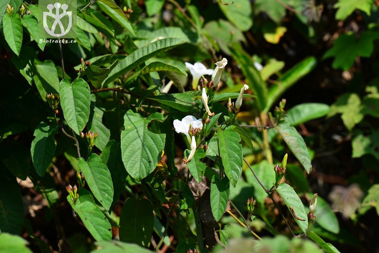 山猪菜(merremia umbellata subsp. orientalis) (31).