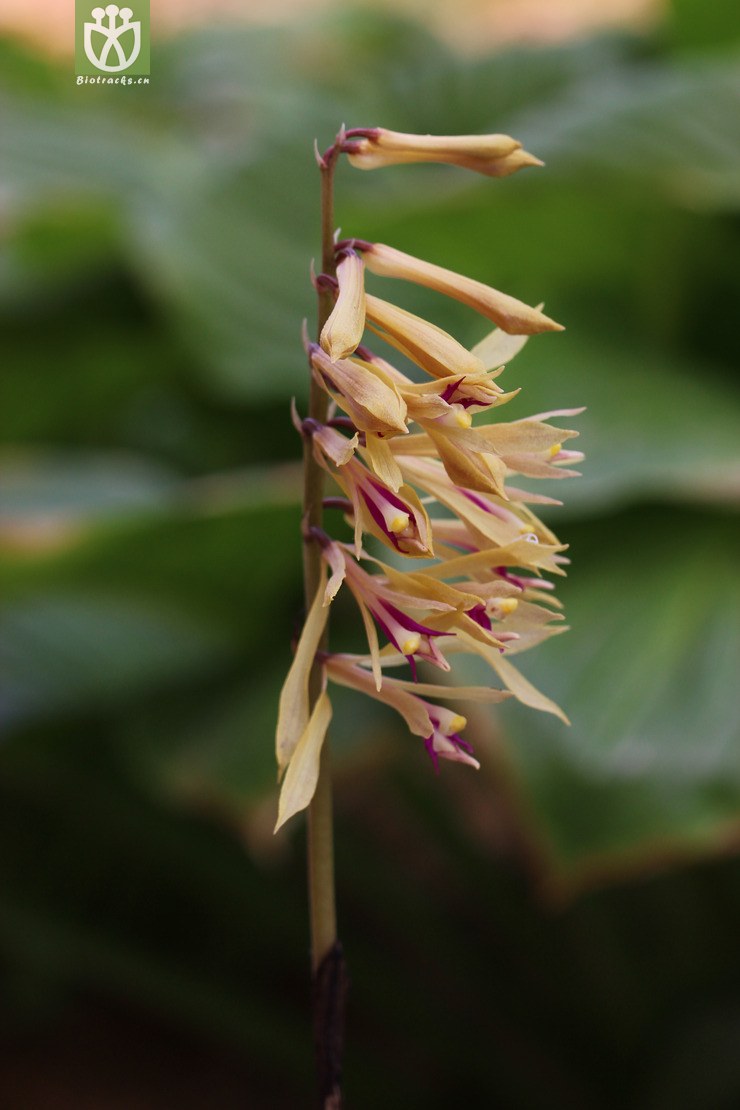 图片信息-kingdonia-植物云数据