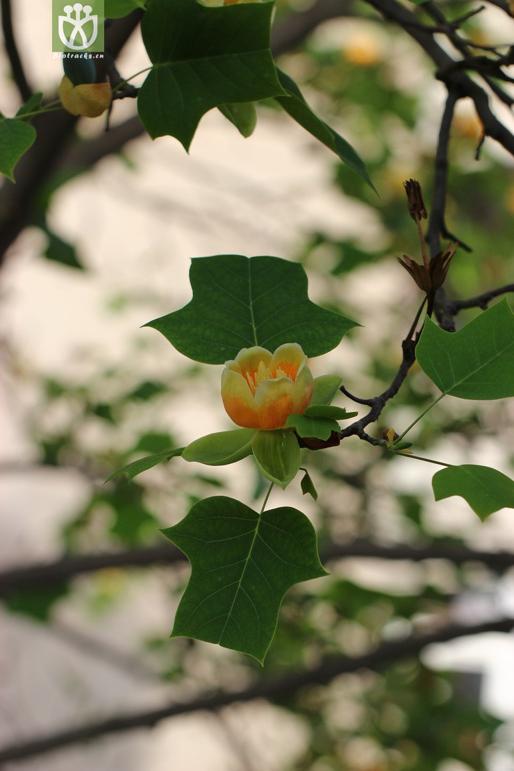 杂种鹅掌楸(liriodendron chinense × tulipifera) (12).