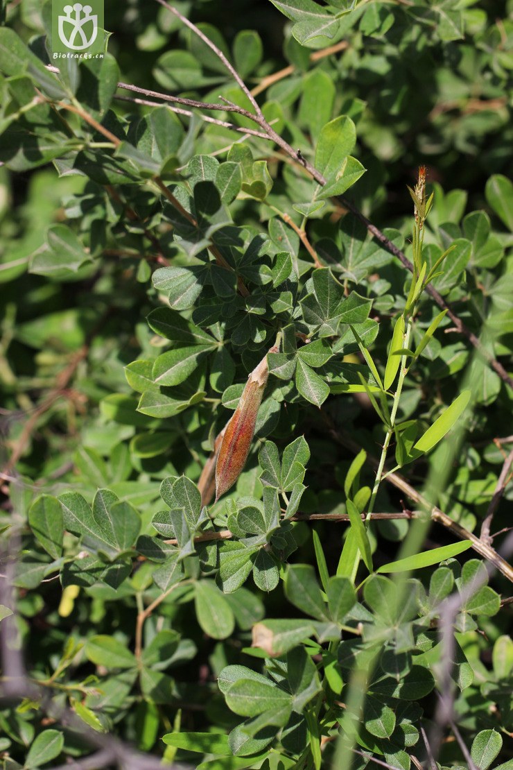 毛掌叶锦鸡儿(caragana leveillei) (1).