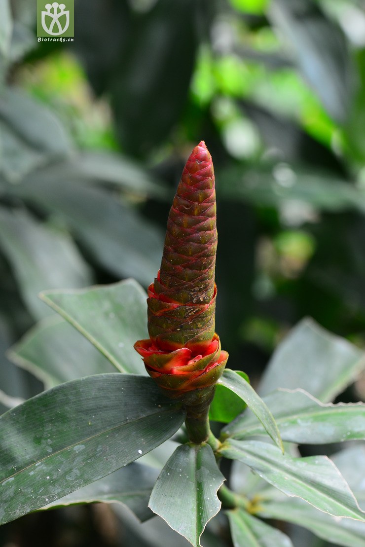 鳞甲闭鞘姜(costus spiralis) (0).jpg 相邻时间拍摄的照片      张