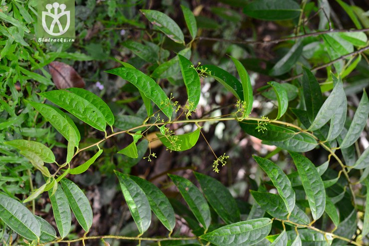 图片信息-kingdonia-植物云数据