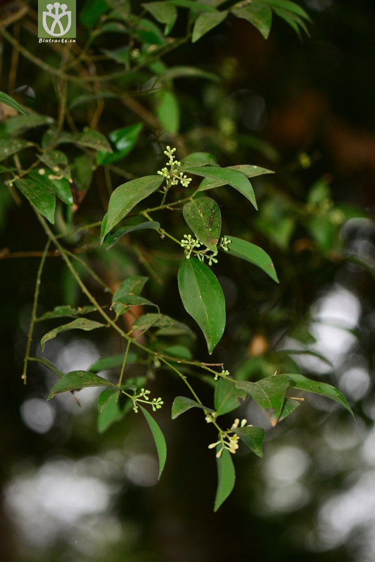 樟属(cinnamomum)2 (1).jpg 相邻时间拍摄的照片    31张