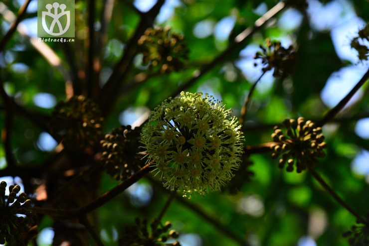 刺通草(trevesia palmata) (7).jpg 相邻时间拍摄的照片      张