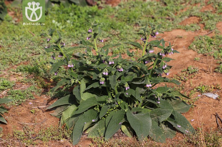 聚合草(symphytum officinale) (3)jpg 相邻时间拍摄的照片    31张