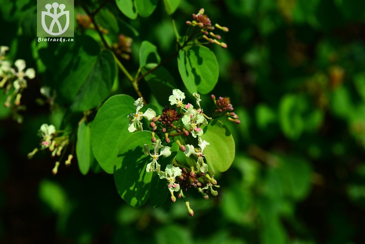 囊托羊蹄甲(bauhinia touranensis) (17).