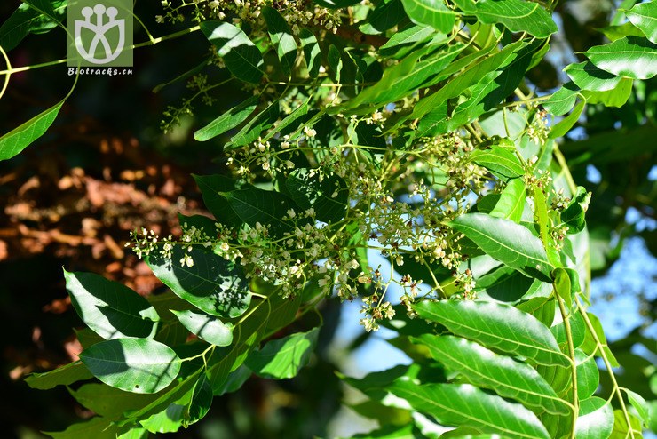 100% 红椿(toona ciliata) (2).jpg 相邻时间拍摄的照片 共 30张