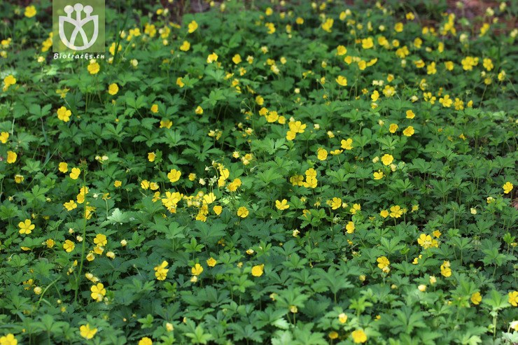 绢毛匍匐委陵菜(potentilla reptans var. sericophylla) (1).