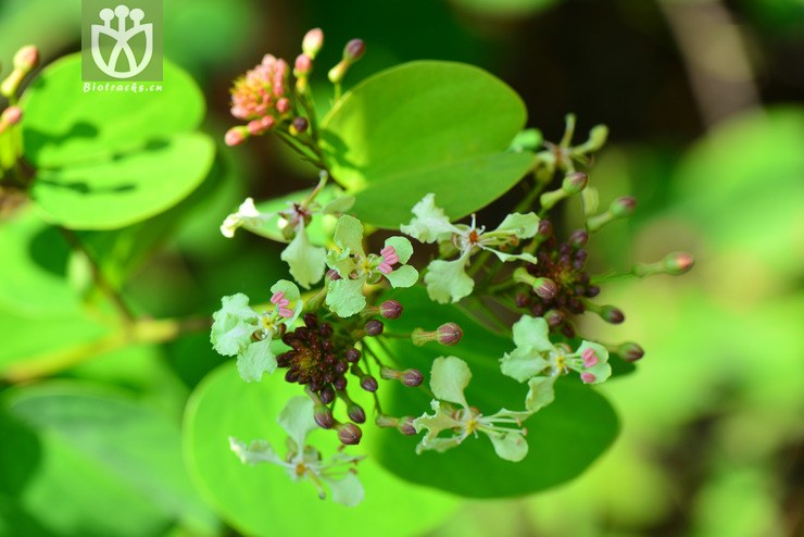 囊托羊蹄甲(bauhinia touranensis) (8).