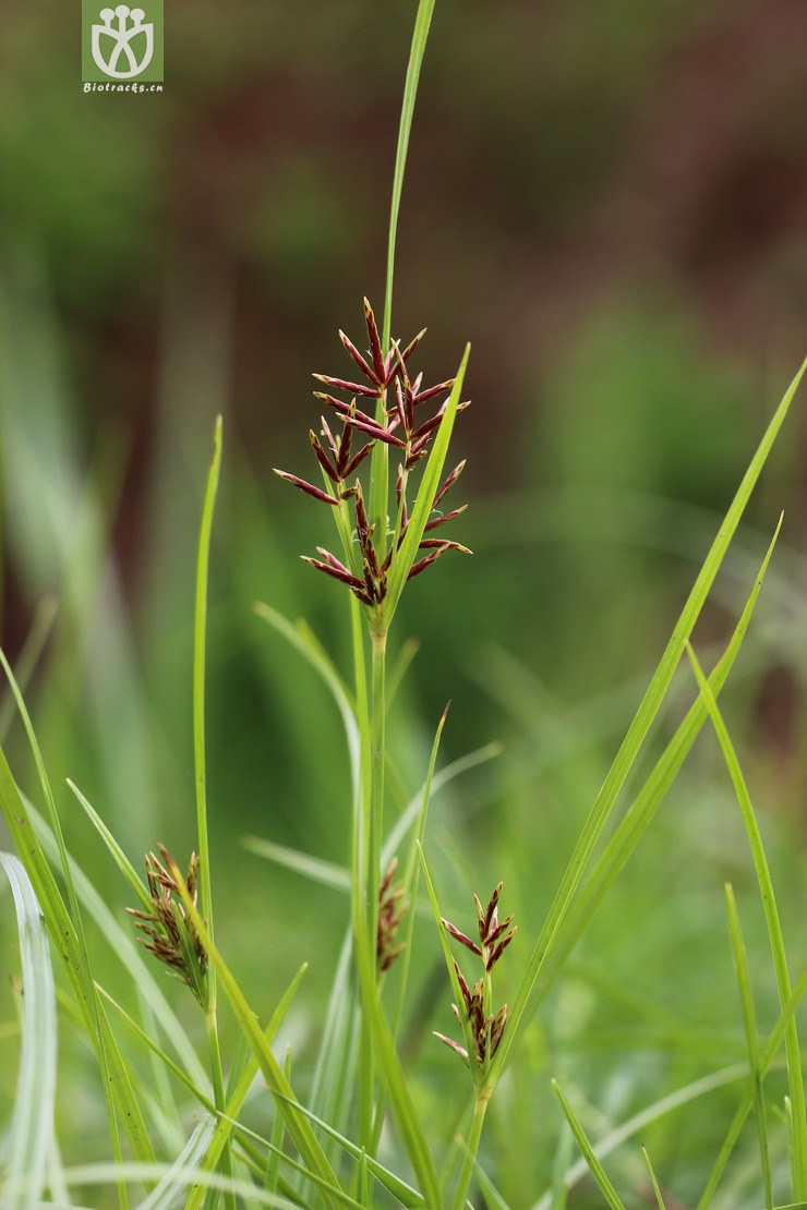 香附子(cyperus rotundus(0.jpg 相邻时间拍摄的照片 张