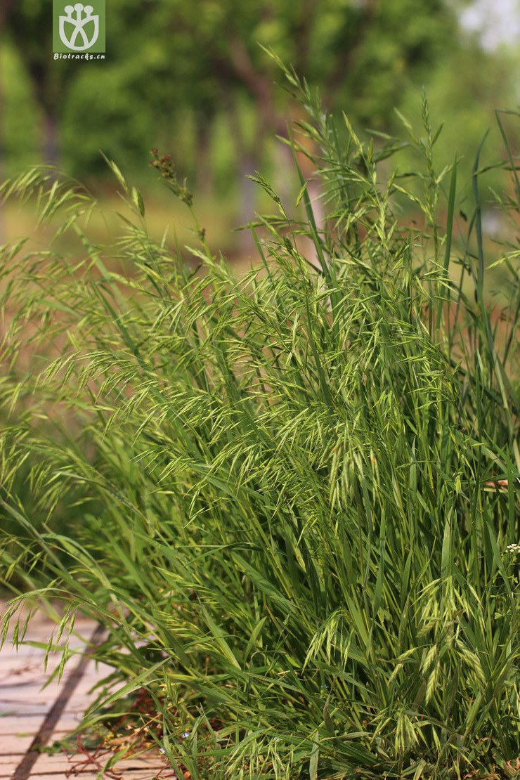 雀麦(bromus japonicus) (2).jpg 相邻时间拍摄的照片      张