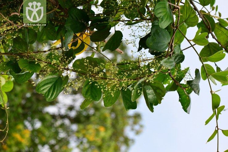 倒心盾翅藤(aspidopterys obcordata(48.