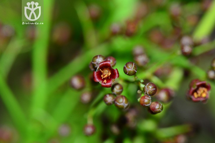 南酸枣(choerospondias axillaris) (9).