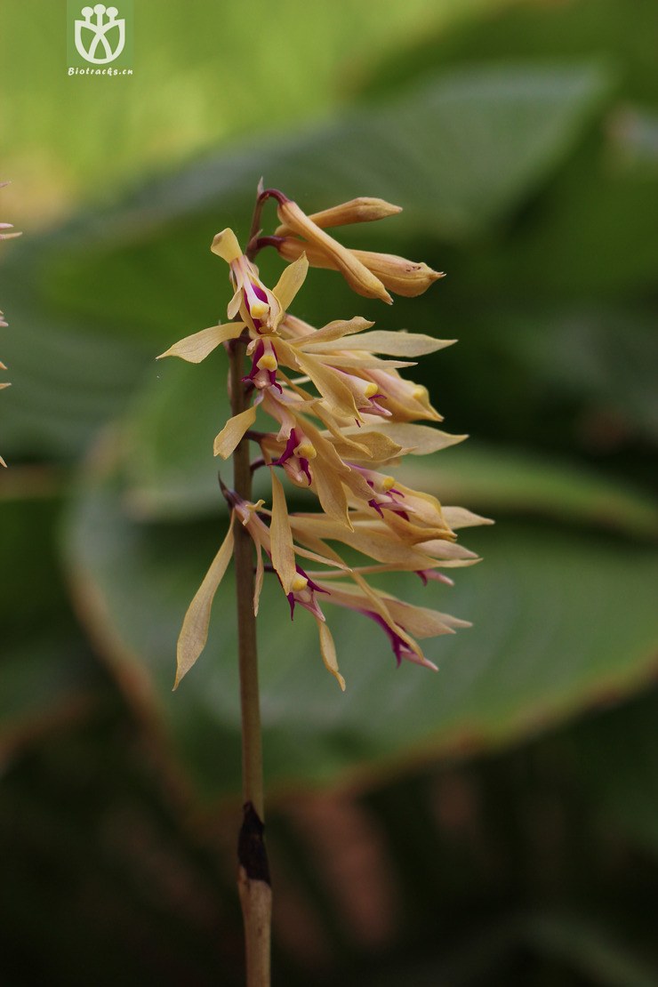 杜鹃兰(cremastra appendiculata) (0).