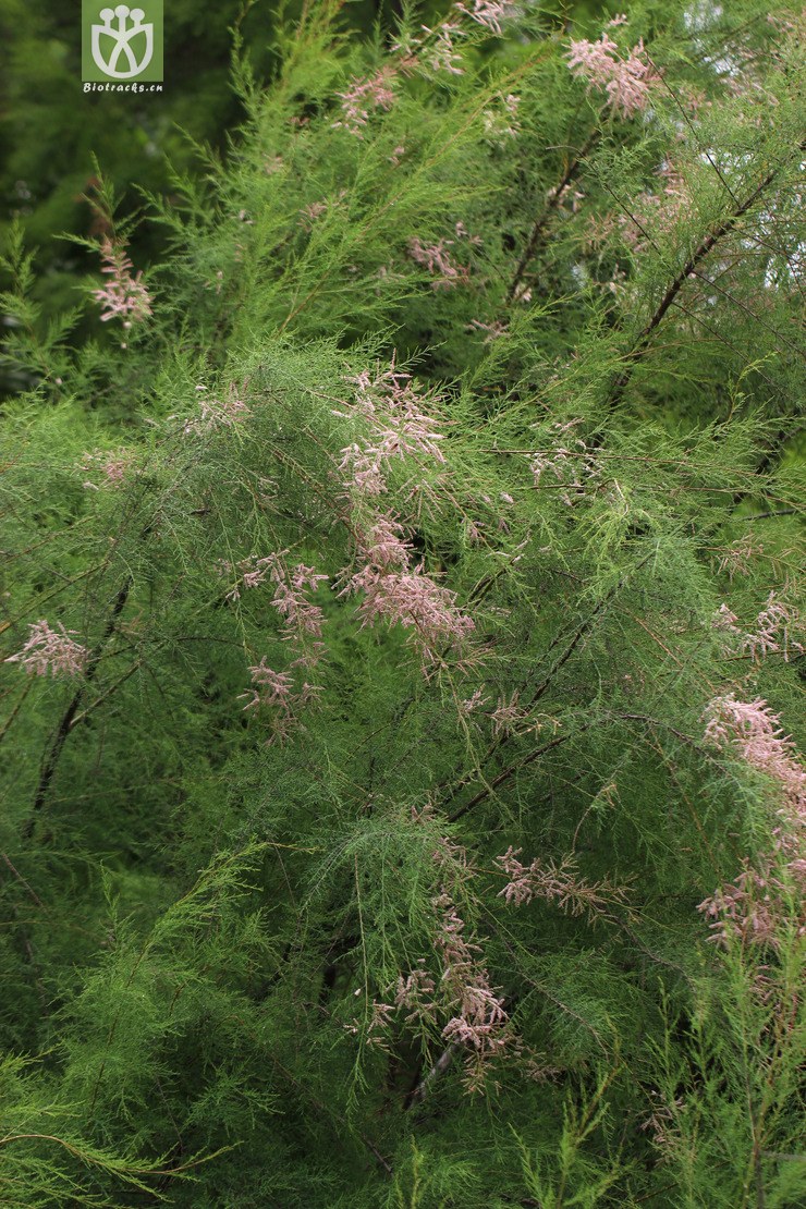 柽柳植物图片,柽柳图片和介绍,柽柳盆景造型图片(第2页)_大山谷图库