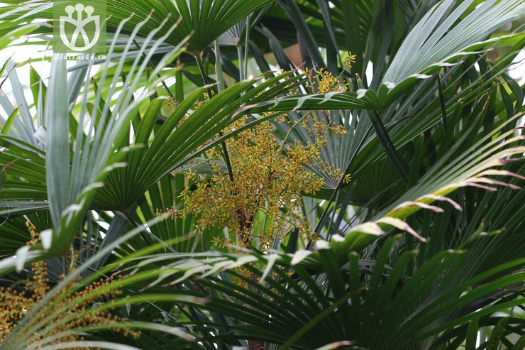 多裂棕竹(rhapis multifida) (5).jpg 相邻时间拍摄的照片      张