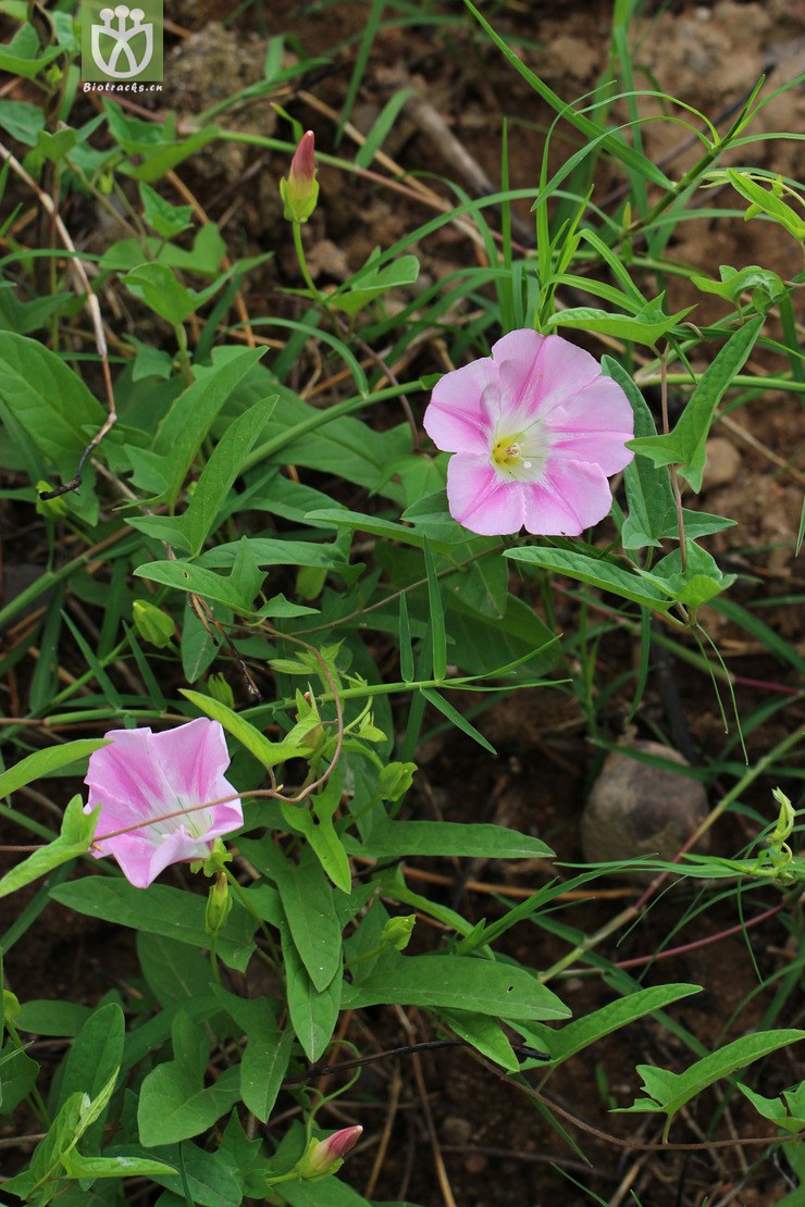 柔毛打碗花(calystegia pubescens) (0).